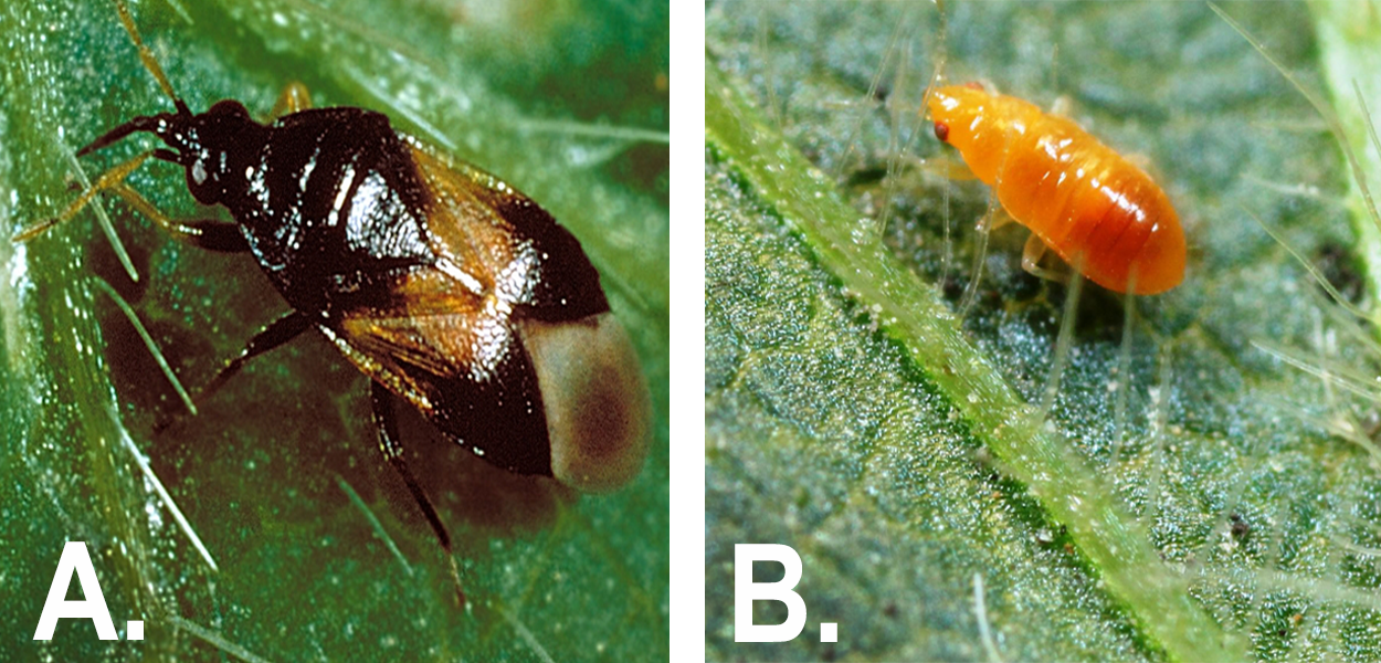 Left: Roughly oval shaped insect with a black head and upper body, and a brown and white pattern on its wings. The needle-shaped piercing-sucking mouthpart is visible. The bug is on a green leaf. Right: Orange insect larva with red eyes on soybean leaf. The insect is so small that you can see the hairs on the green soybean leaf.