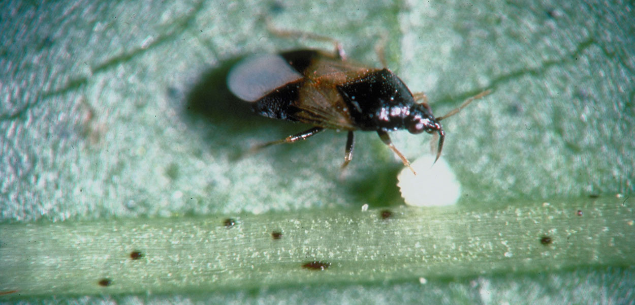 Roughly oval shaped insect with a black head and upper body, and a brown and white pattern on its wings. The insect is on a green leaf and its thin mouthpart is piercing a round, white egg.