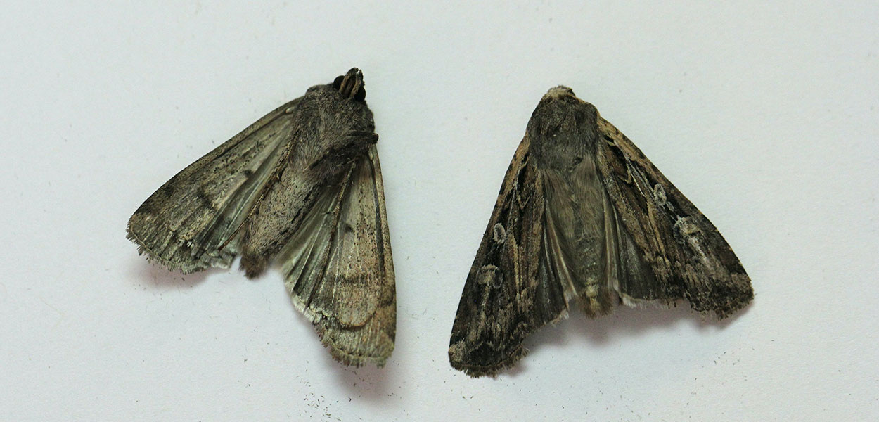A pair of brown moths with light markings present on their wings.