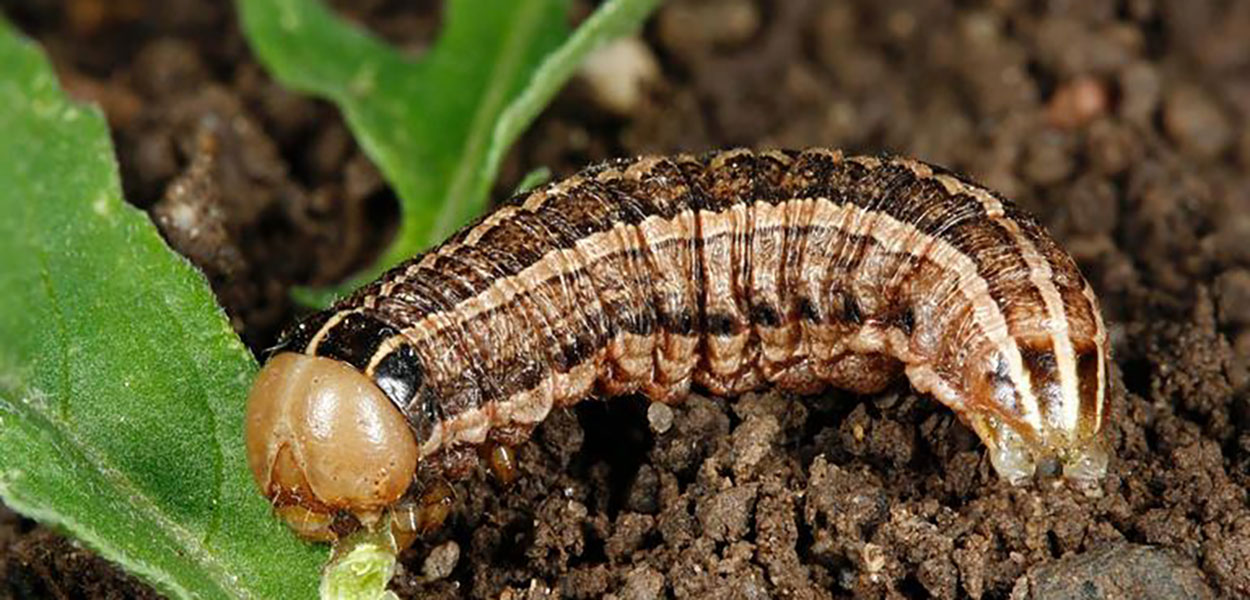 Caterpillar with brown and black stripes running down the length of its body. The caterpillar has a tan head and is feeding on green plant material.