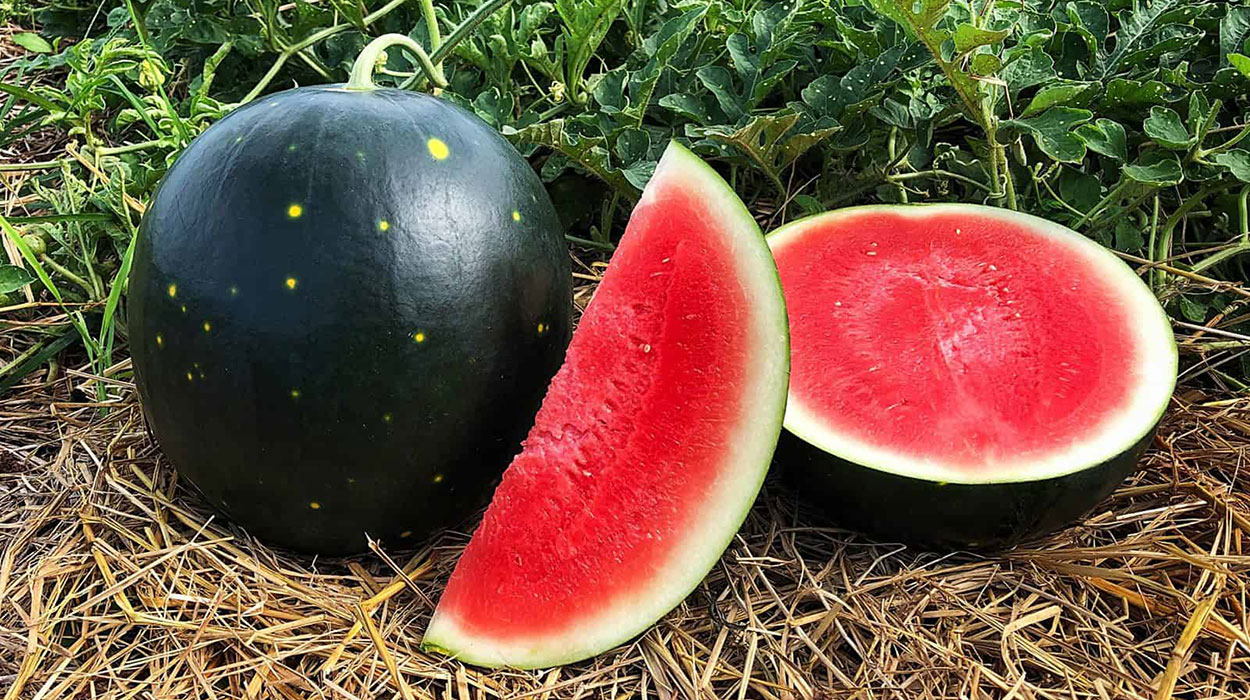 Century Star watermelon on display.