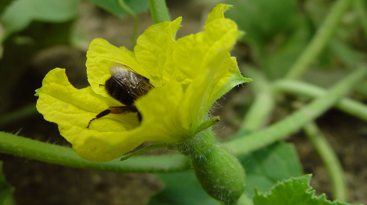 Bee pollinating female cantaloupe flower.