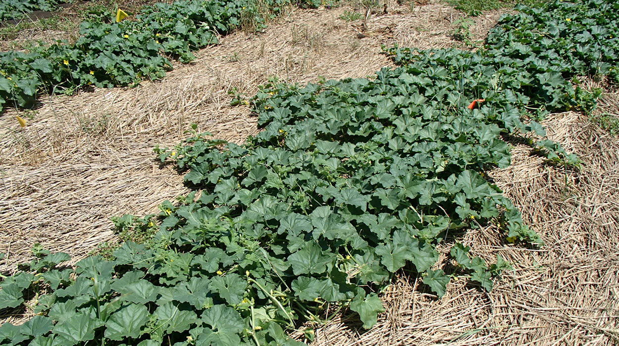 Rows of melons surrounded by straw mulch.