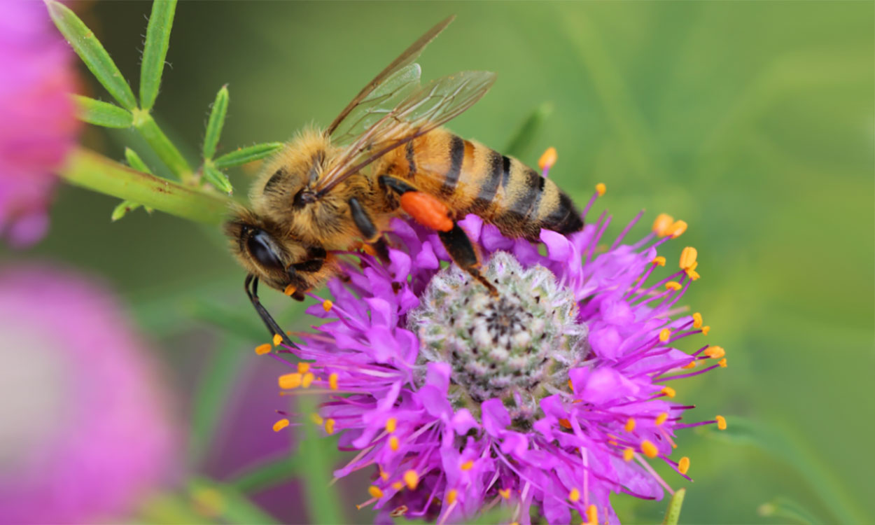 A hairy, golden-brown bee with dark brown and orange stripes on its hind end and a large orange oval of pollen on its back leg. It is perched on a flower with many purple petals and bright orange stamens.