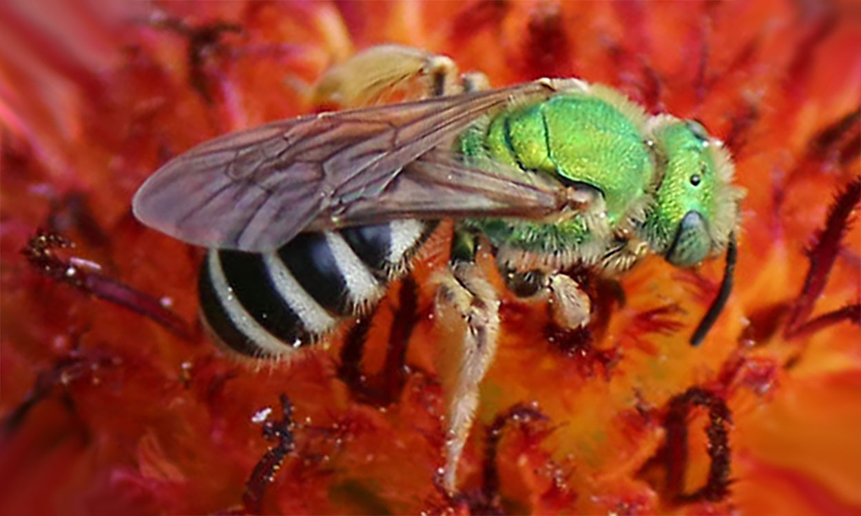 A bright green, metallic, bee with a black and yellow striped abdomen and yellow legs. The bee is sitting on a red-orange flower.