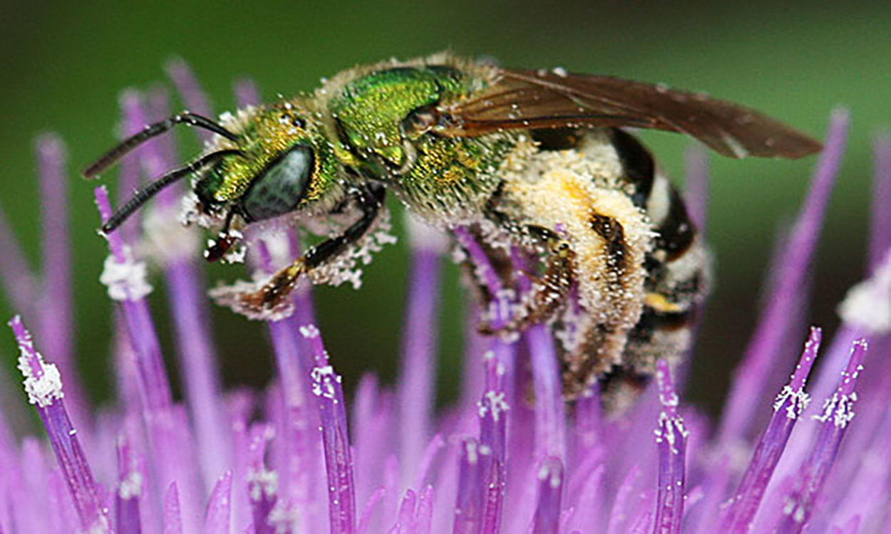 Metallic green bee with black and yellow striped abdomen covered in light yellow pollen on a purple flower.
