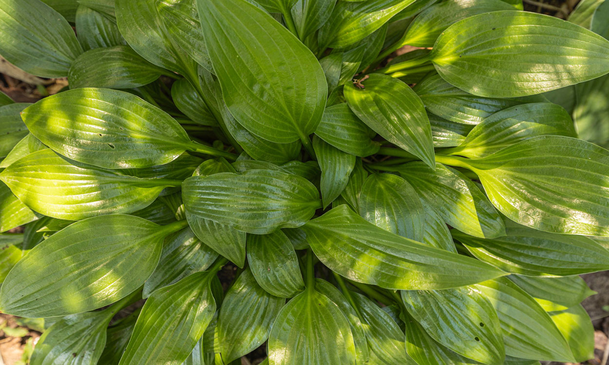 Hostas growing under filtered light beneath a tree.