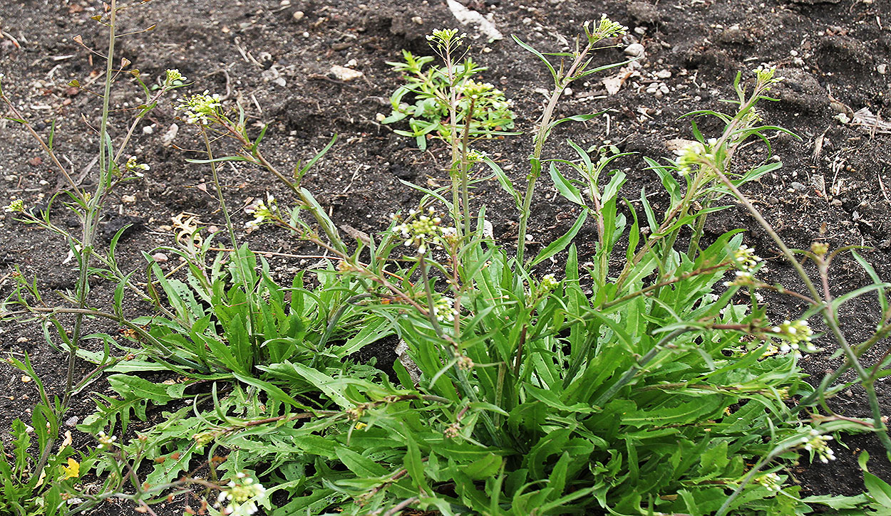 Shepherd's Purse, Capsella bursa-pastoris (L.) Medik