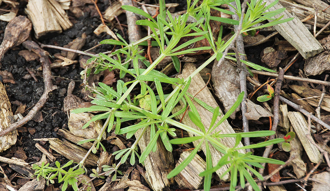 Green weed with textured palmately compound leaves.