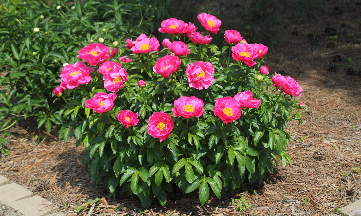 A lush green bush with bright pink flowers.