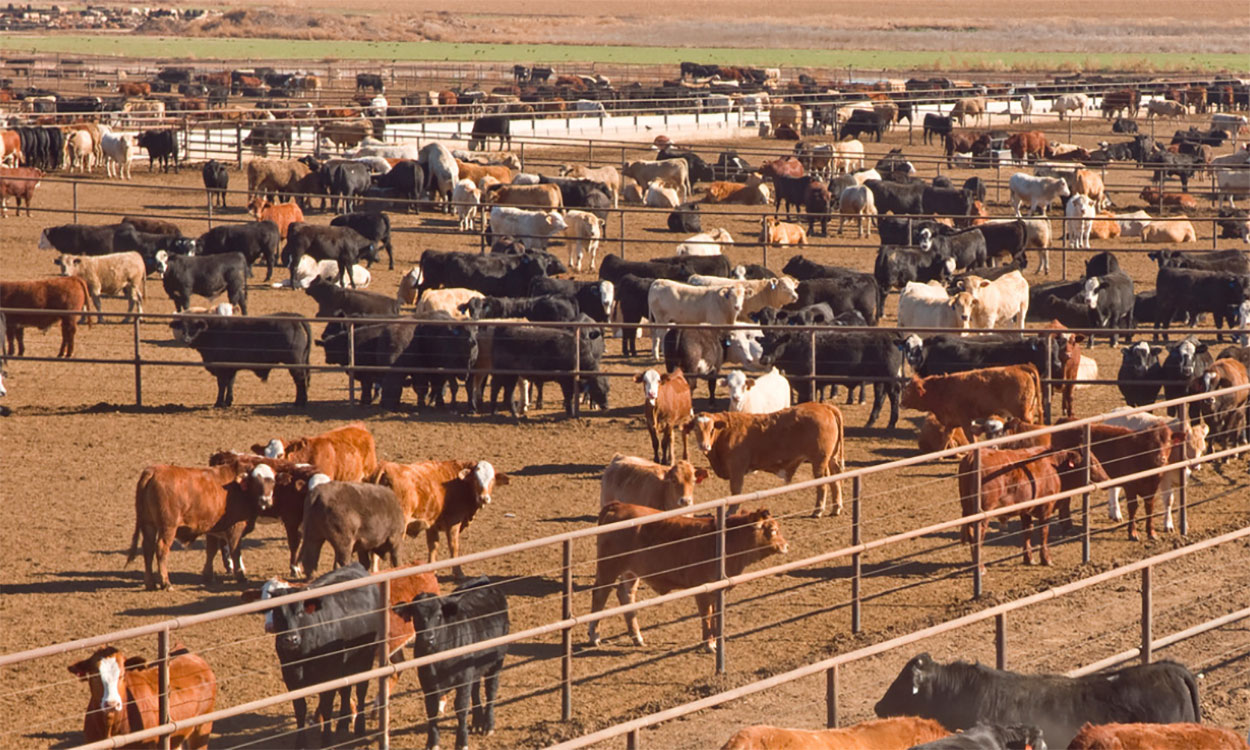 Large groups of mixed cattle in a feedlot.