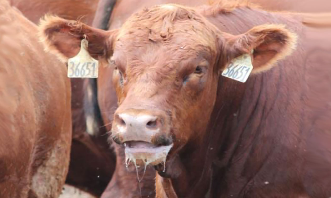 Heat-stressed cow in feedlot.