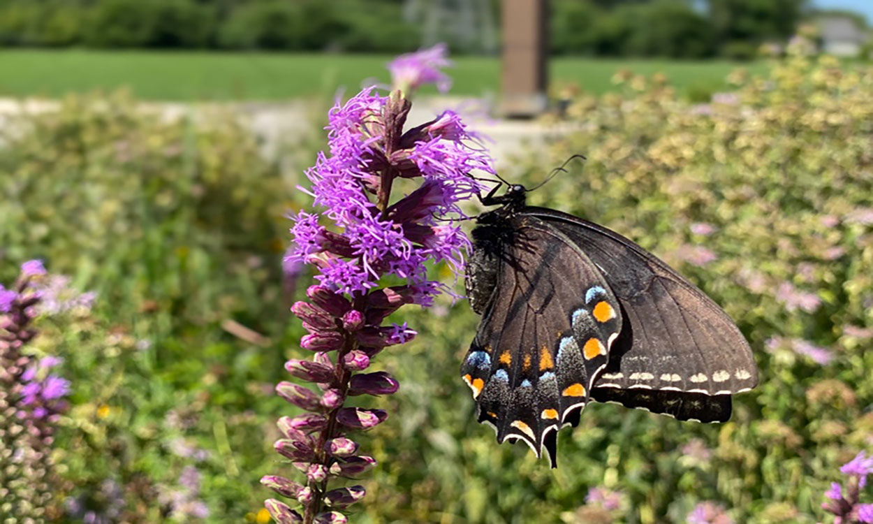 A tiger swallowtail drinking nectar from a purple blazing star flower.