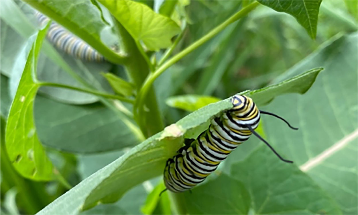 A monarch caterpillar eating milkweed.