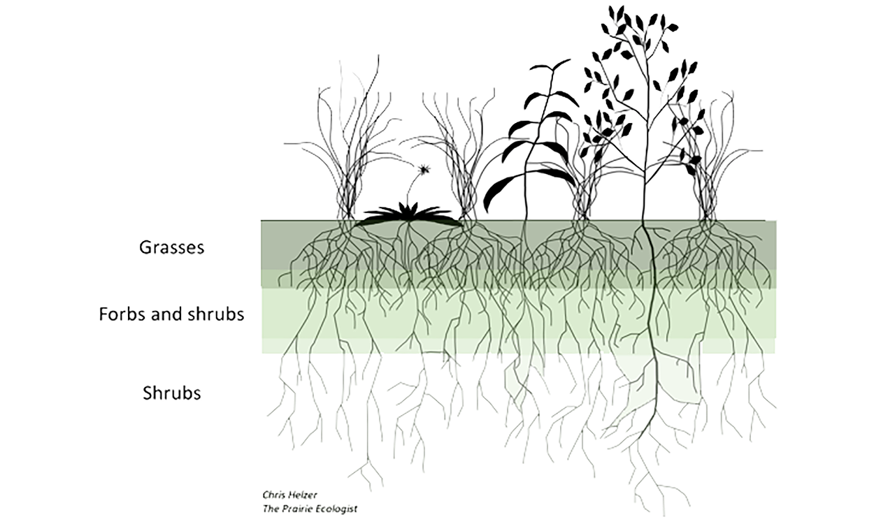 A model of root depth in grasses, forbs, and shrubs.