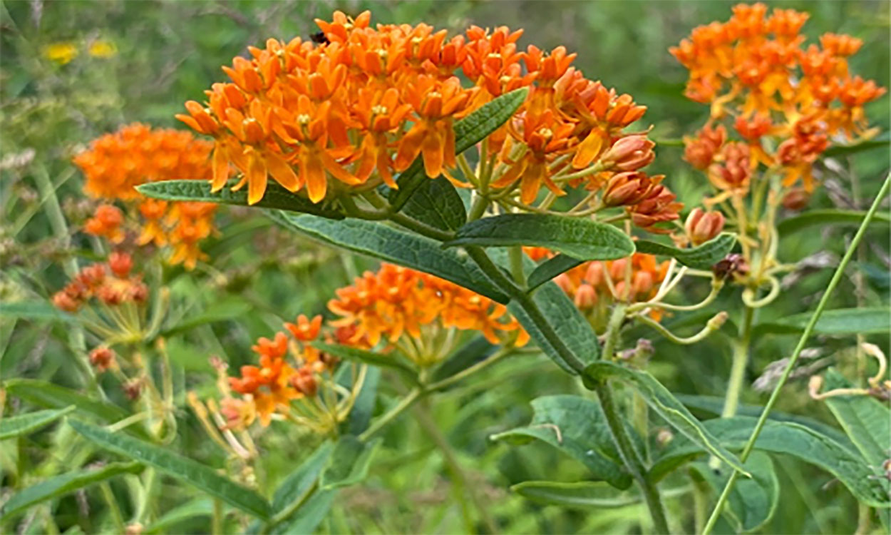 Asclepias tuberosa, or butterfly weed, in bloom
