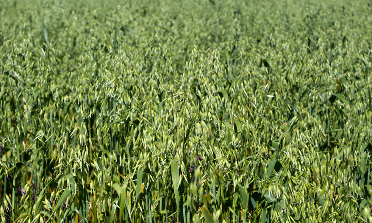 Oats growing in a field.