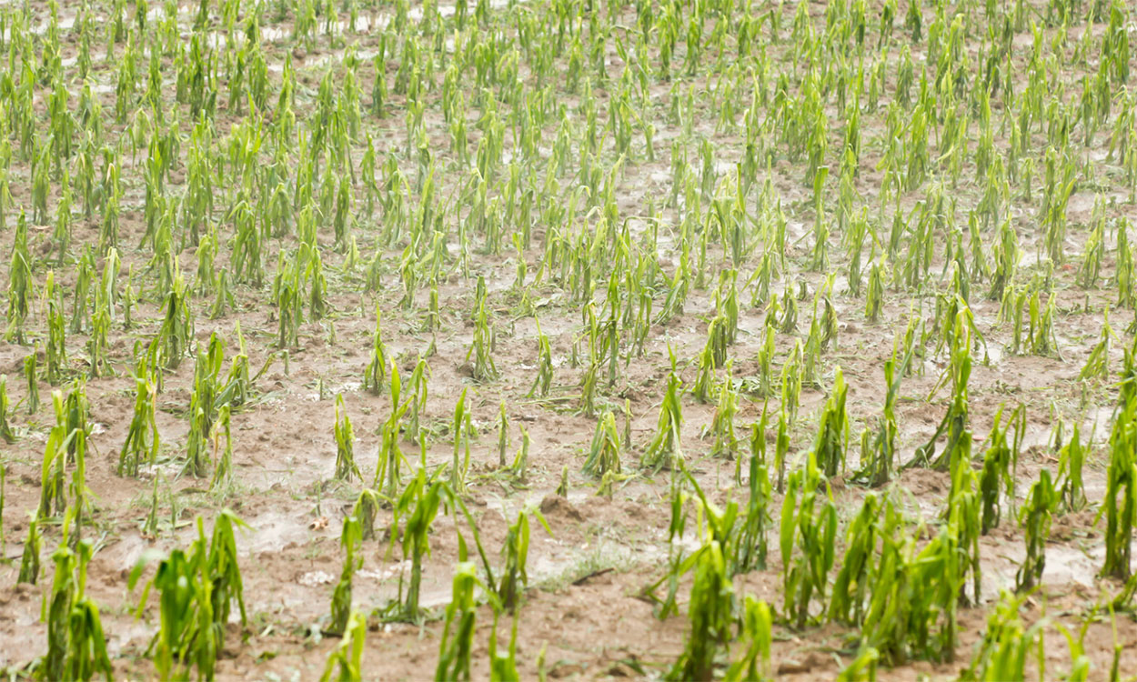 Hail-damaged corn field.