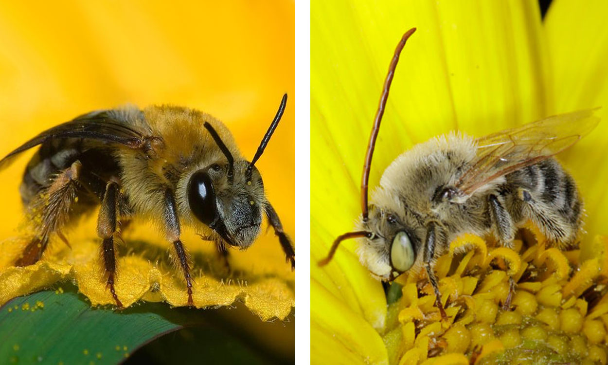 Left: Squash bee adult. Right: Male long-horned bee.