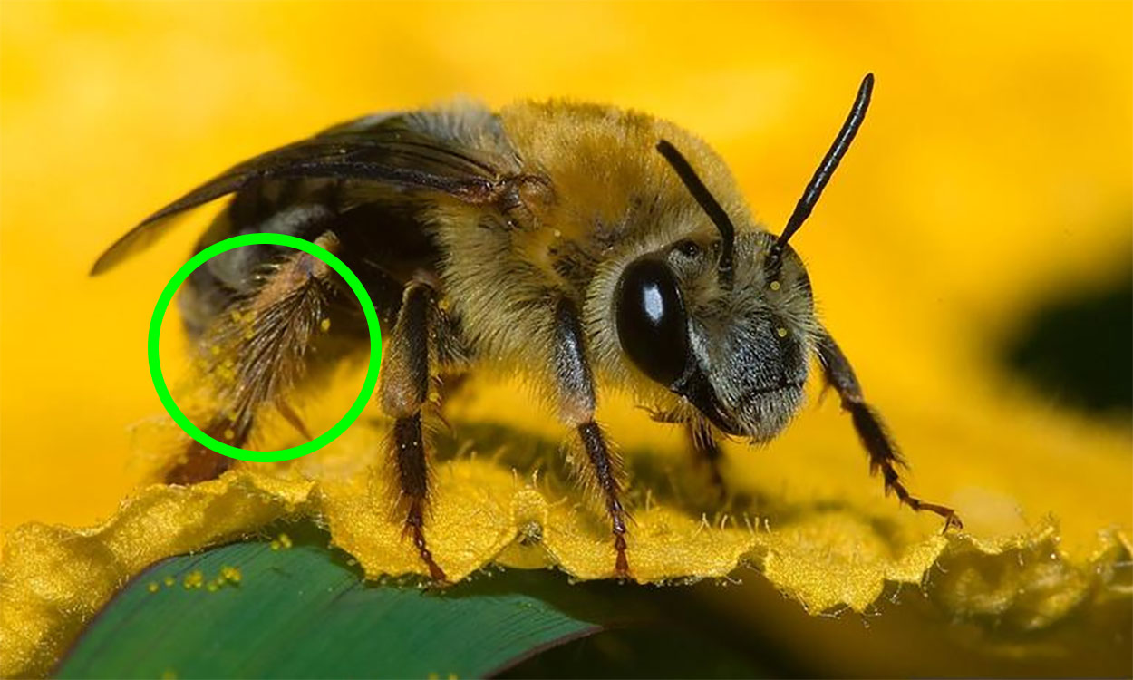 Fuzzy black and yellow bee resting on a yellow flower. The green circle indicates the large yellow grain of pollen attached to the hairy hind leg.