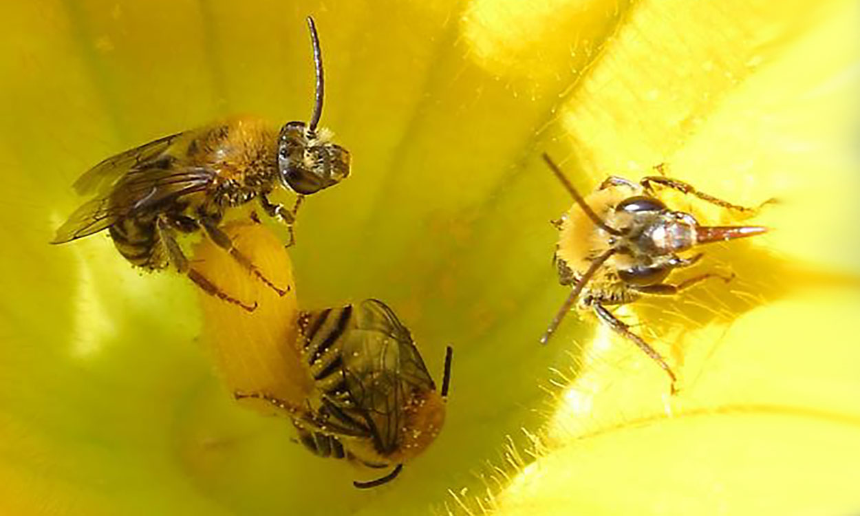 Three black and yellow bees resting on a yellow flower.