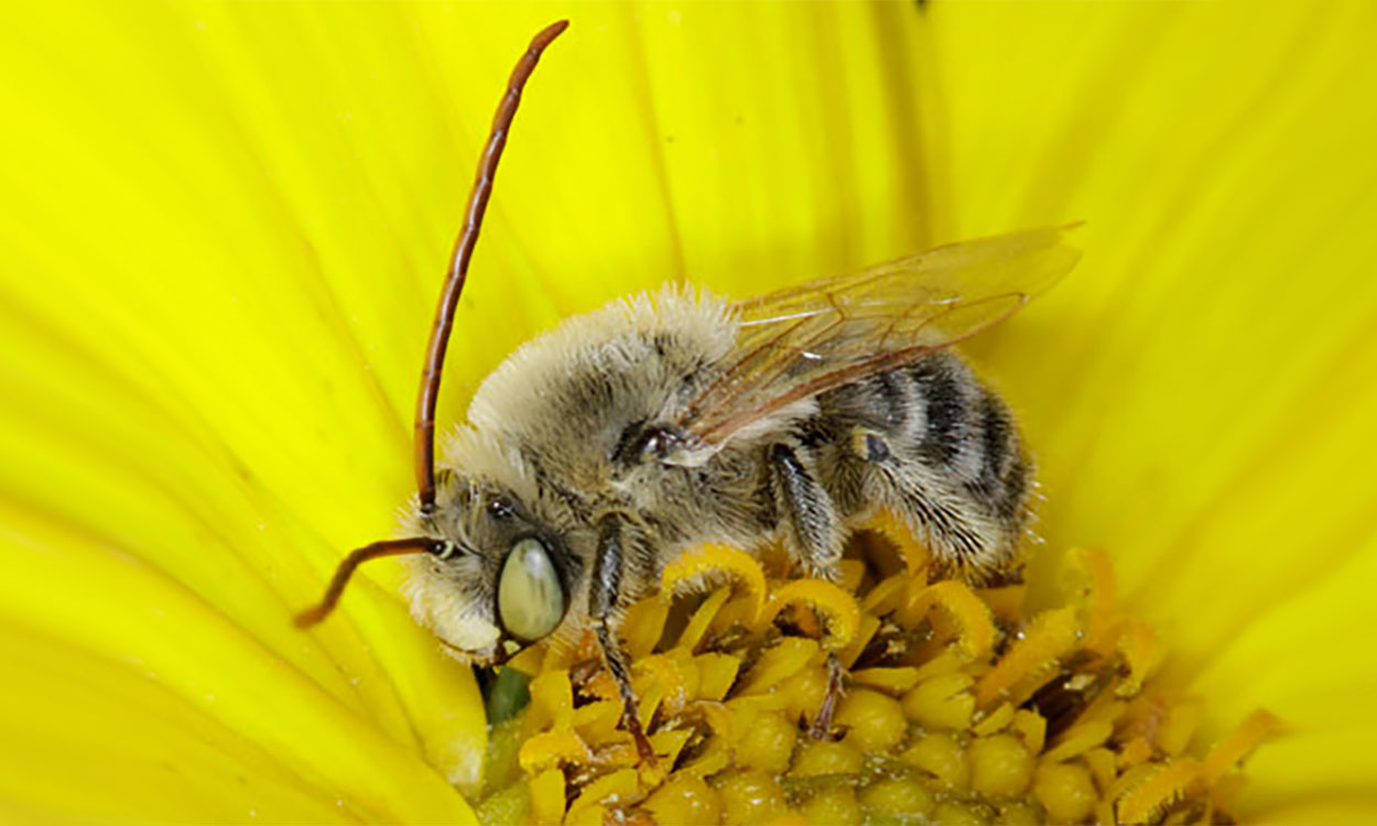 A fuzzy bee with long antennae and green eyes sitting on a yellow flower.