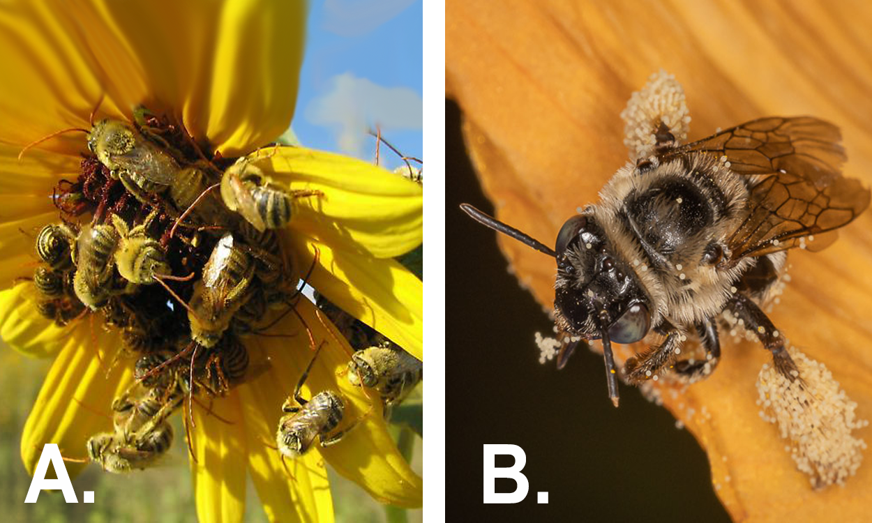 LEFT: A group of fuzzy black and yellow striped bees foraging on a yellow flower. RIGHT: A fuzzy bee with a black body covered in pale yellow hairs. The hind legs are covered in pale yellow pollen grains.
