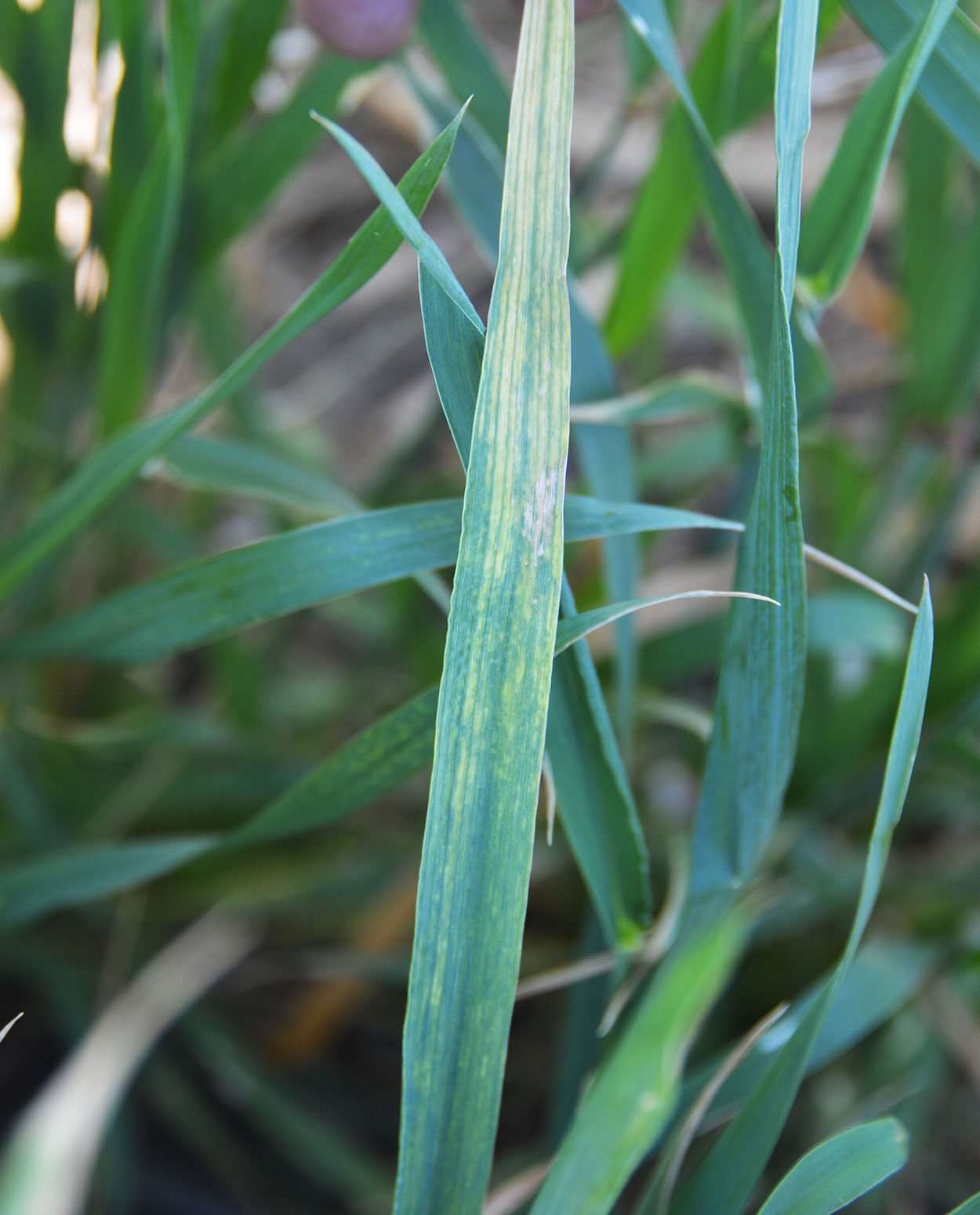 Wheat leaf showing the green and yellow mosaic streaking associated with WSMV.