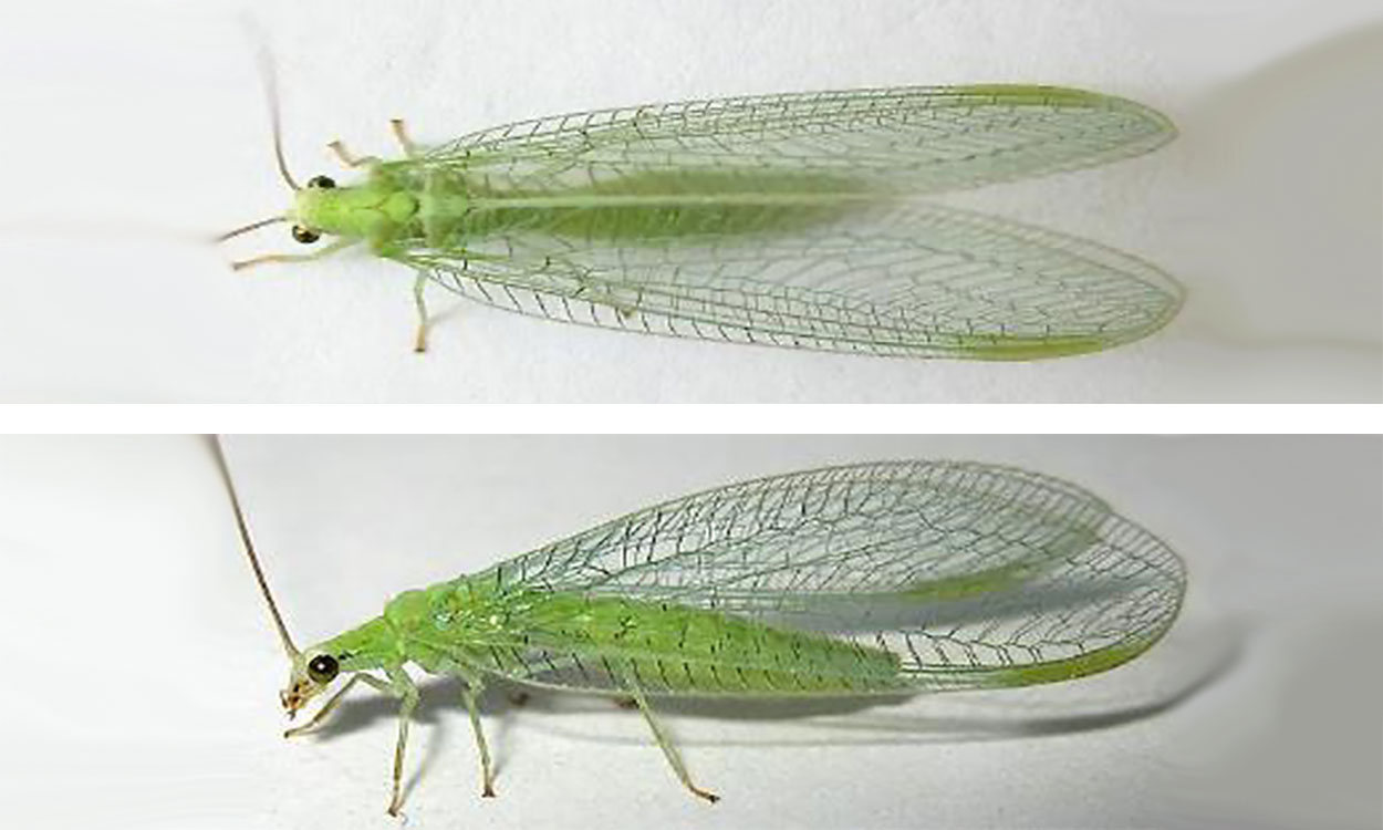 Multiple views of a green lacewing adult. The adult has a bright green body and large metallic eyes. The wings are translucent with green venation.