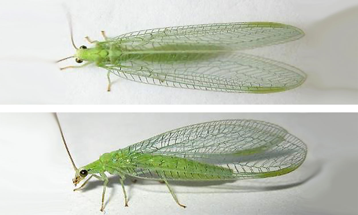 Green Lacewings: Beneficial Predators for Both Small and Large-Scale  Landscapes