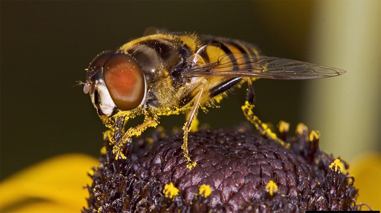 A black and yellow striped fly with large red eyes resting on a flower. The fly is covered in yellow pollen.