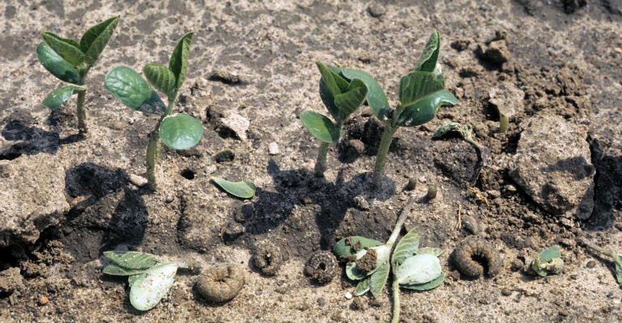 Soybean plants cut by cutworm caterpillars.
