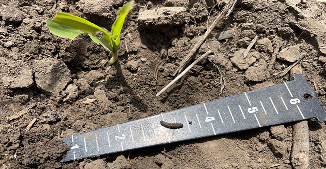 Green corn plant with a ruler next to it containing a small dingy cutworm caterpillar.