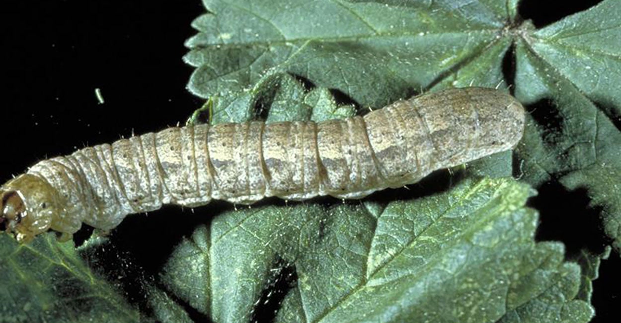 Light colored caterpillar on a green leaf.