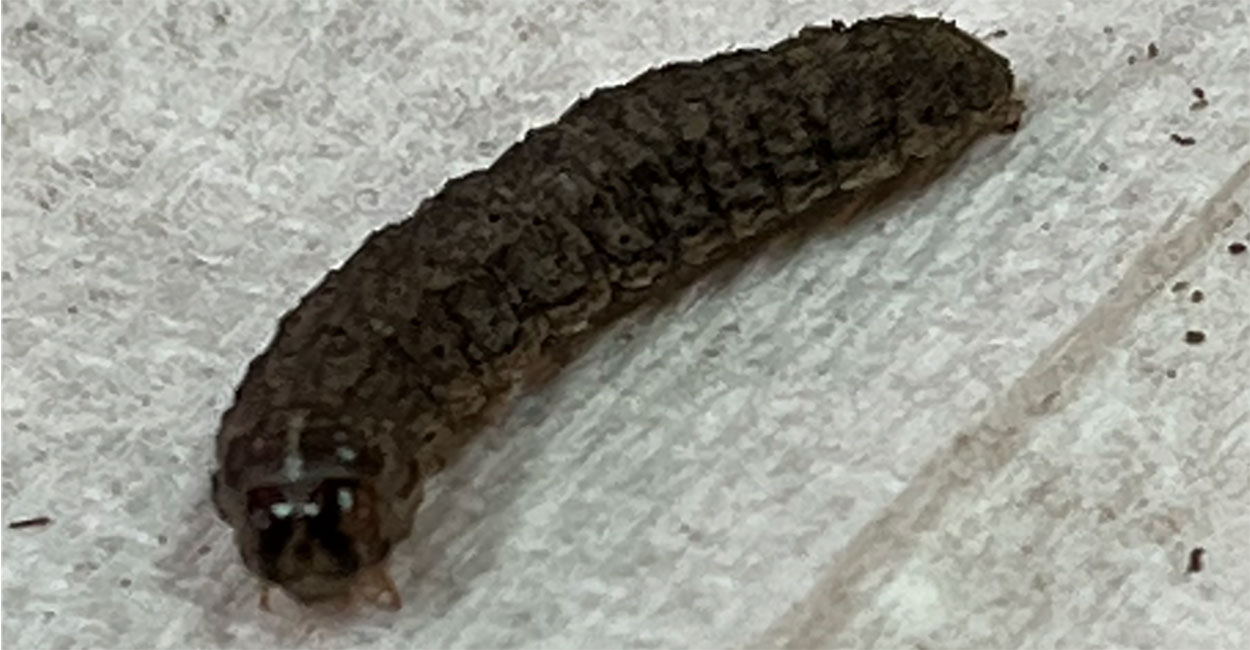 Dark colored caterpillar with two distinct black lines on head capsule.