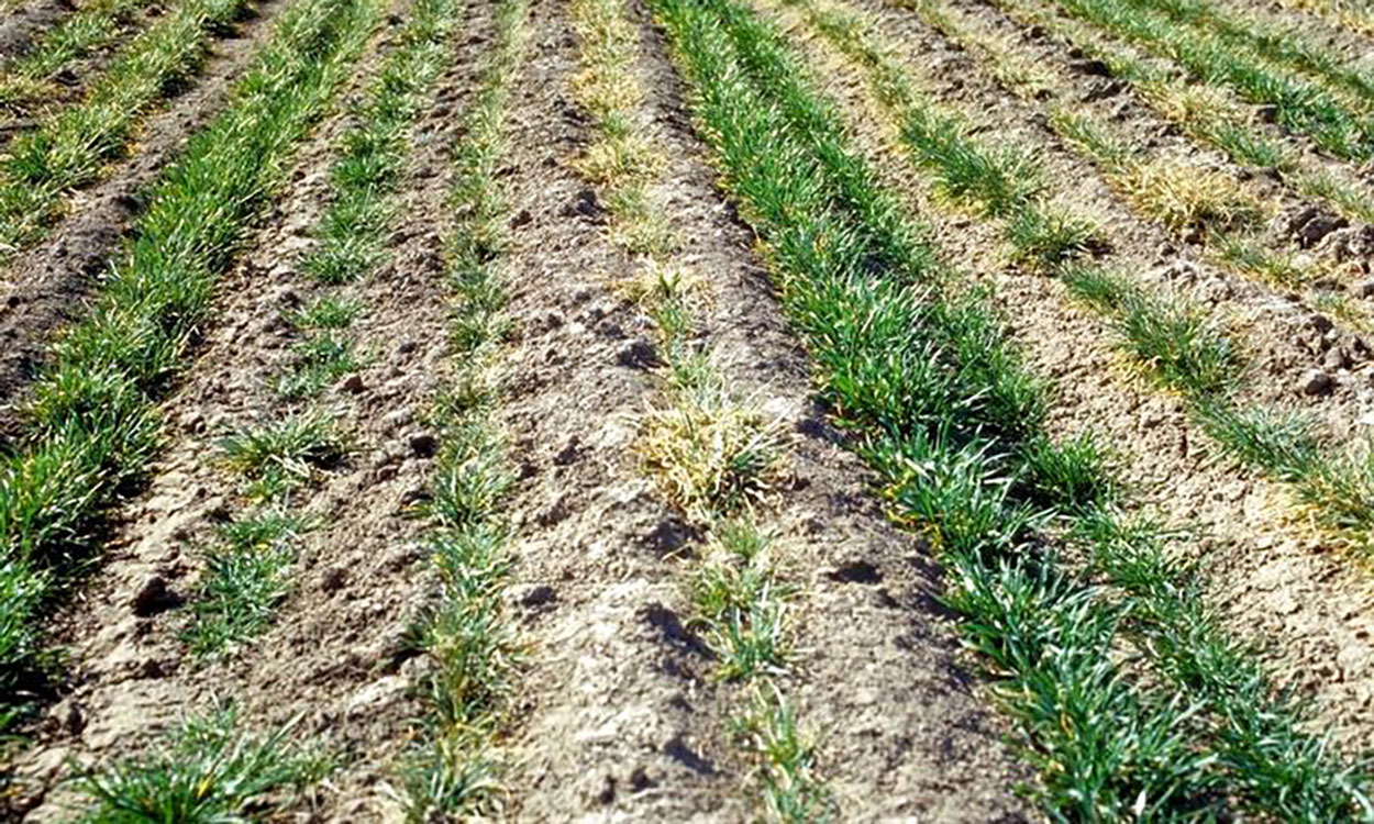 Wheat field that is turning yellow due to mite infestation.