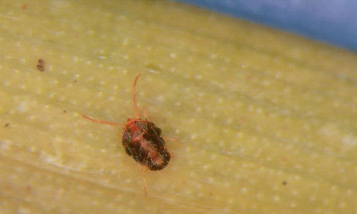 Reddish brown mite with long front legs on a yellowish leaf.
