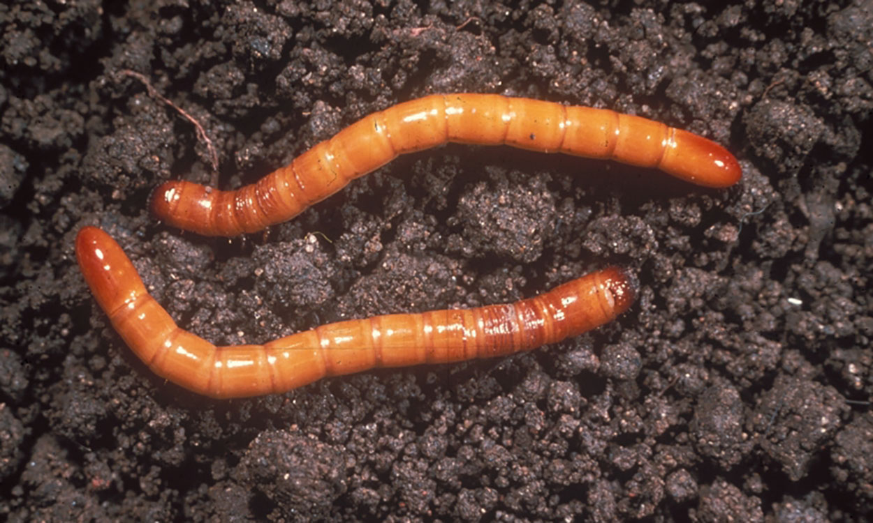Brown to orange worm like insect larvae on brown soil.