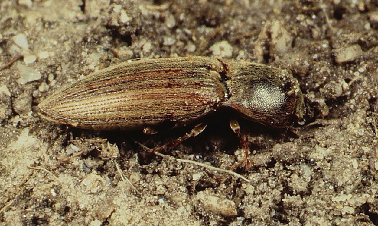 Brown beetle with darker head. Beetle is bullet shaped.