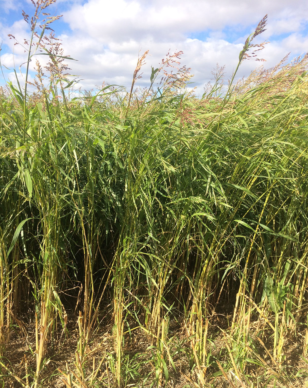 A tall grassy warm season cover crop blend grown in South Dakota.