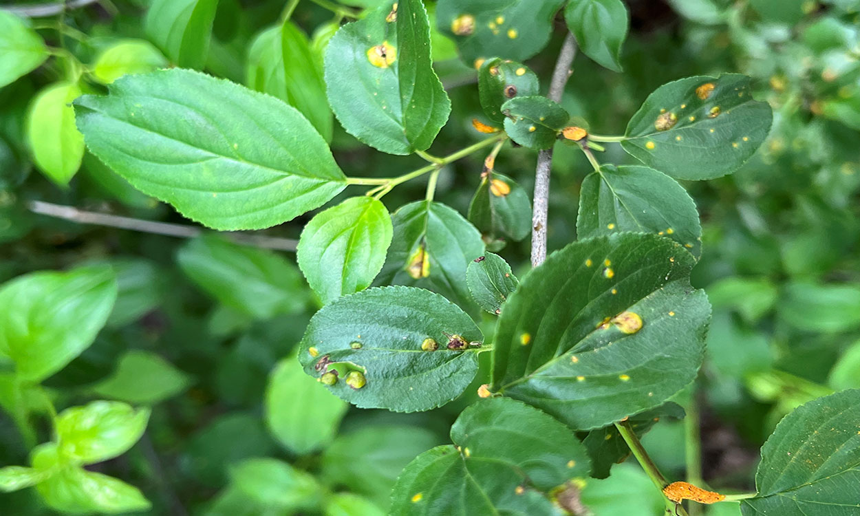 Yellow-orange pustules on buckthorn leaves.