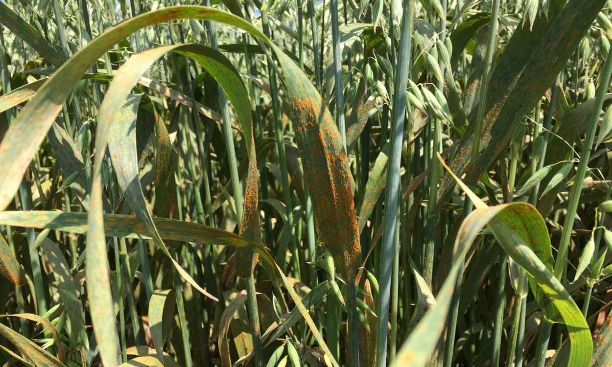 Oat leaves covered in orange pustules.