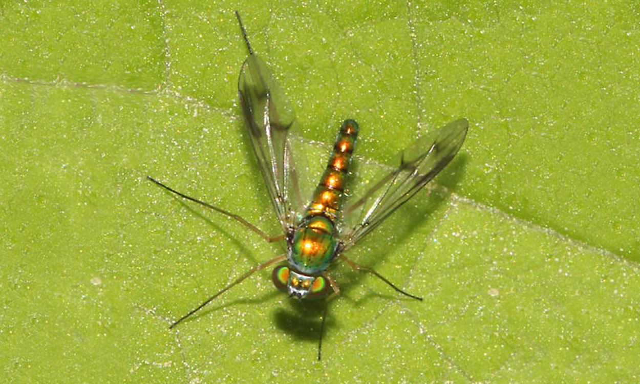 A fly with a metallic body, long legs, and clear wings with smoky markings.