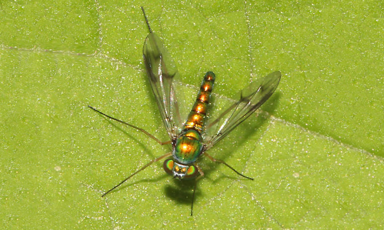 Small green long-legged fly » Manaaki Whenua