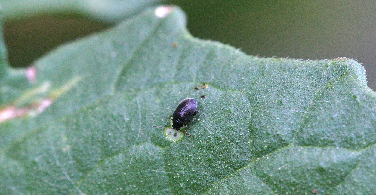 Small black beetle feeding on a green tomato leaf.