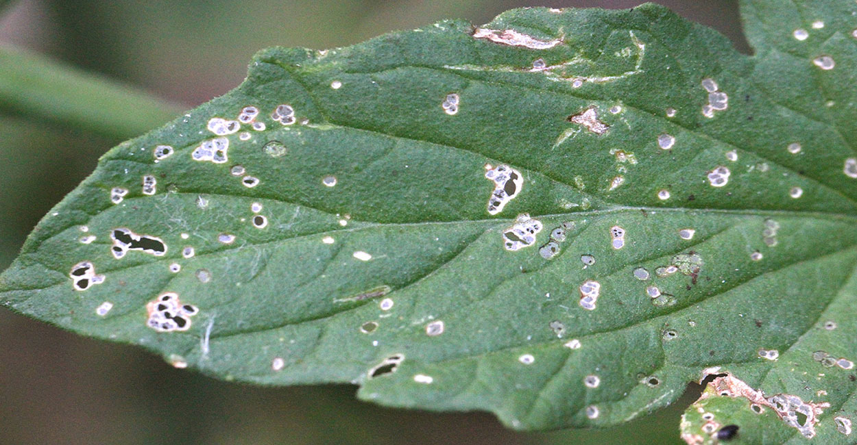 Numerous small holes on a green tomato leaf.