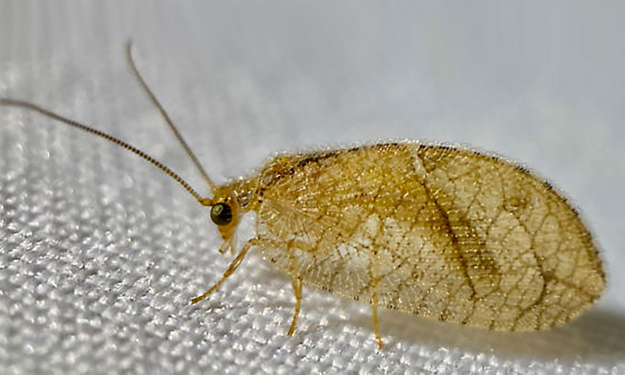 A side view of a slender tan insect with very long thin antennae and large netted wings.