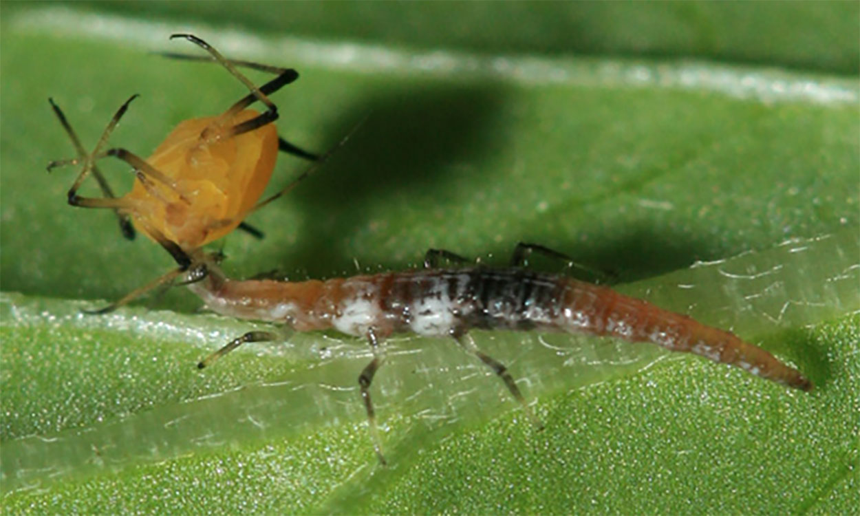 A thin brown insect with two white spots on its side hoisting a yellow insect up with its mouthparts.