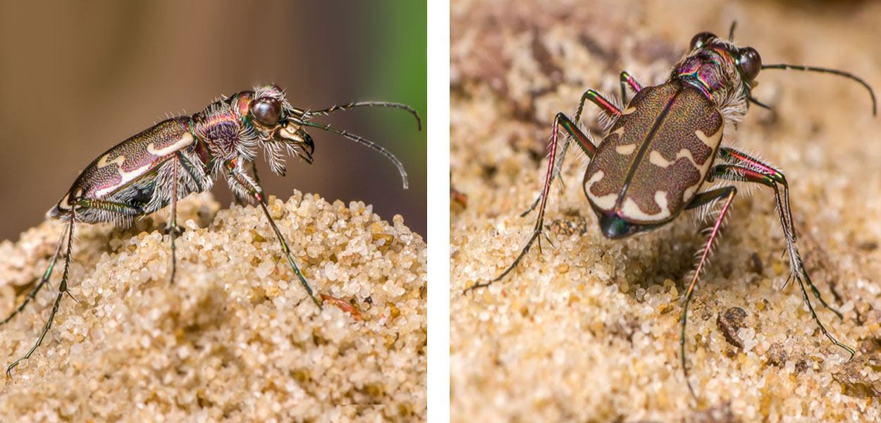 Two views of a bronzed tiger beetle resting on sand. The wing covers are bronze with whiteish tan markings along the margins.