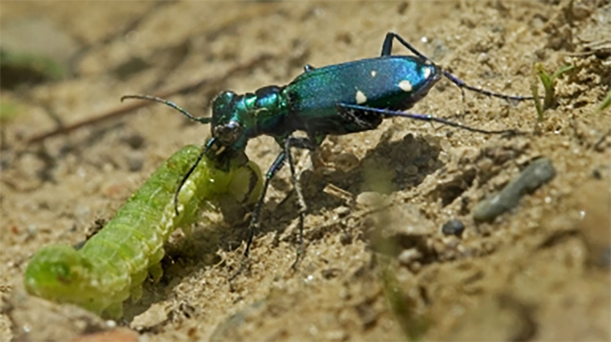 A metallic blue-green tiger beetle feeding on a light green caterpillar.